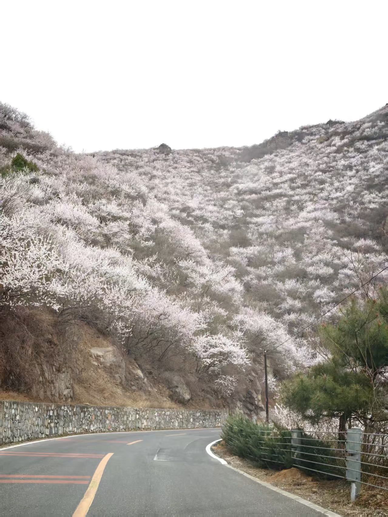 花有重开日