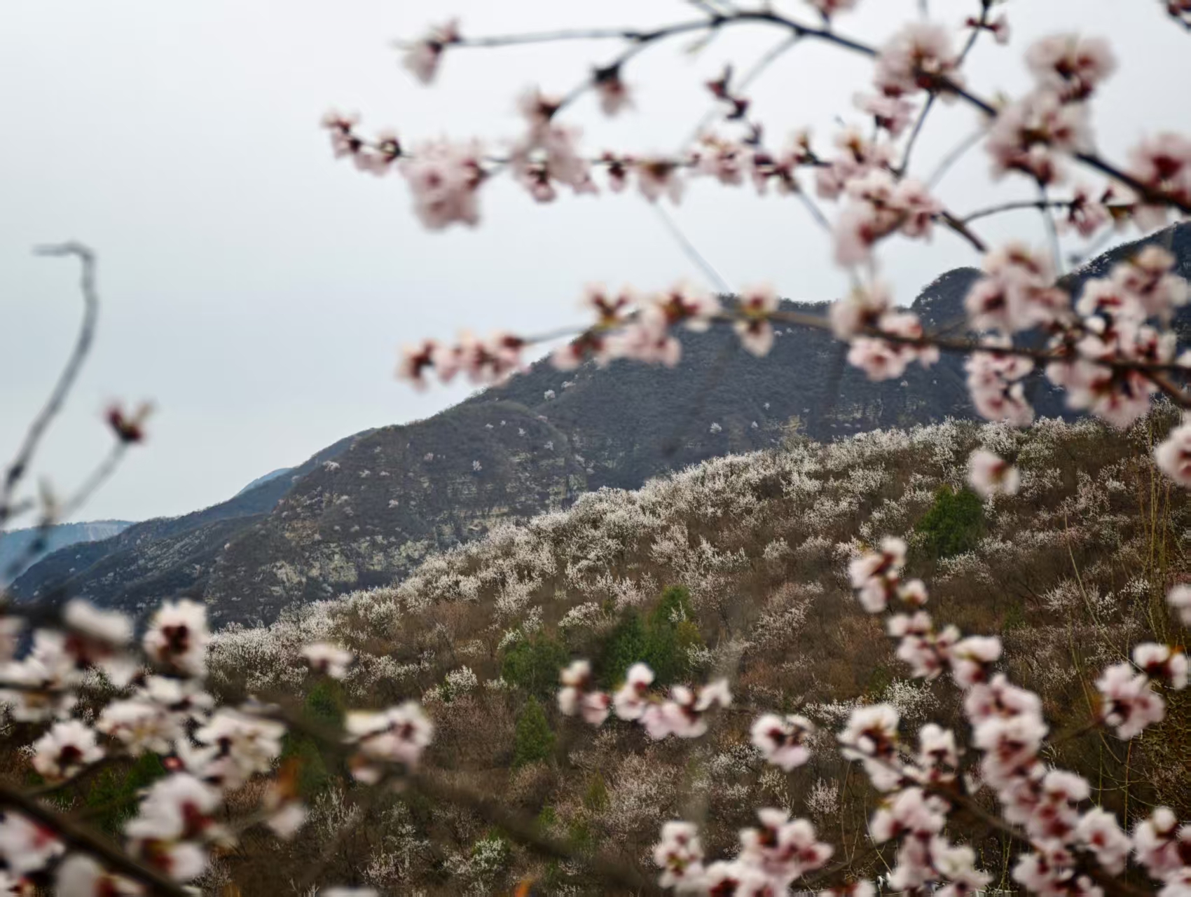 花有重开日